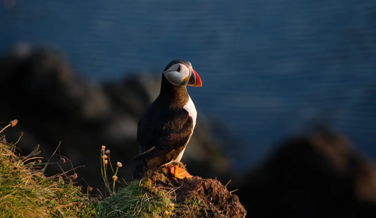 Un puffin, pulcinella di mare, sull'erba della scogliera